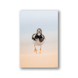 Ruddy Turnstone