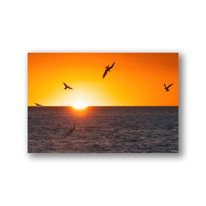 Terns at sunrise