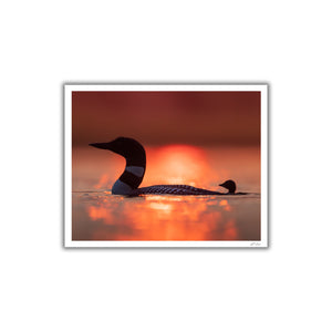 Sunset loons