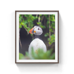 Puffin in dense vegetation