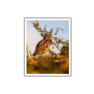 The burrowing owl in the sun