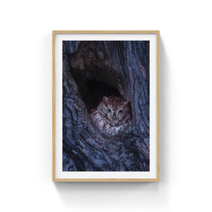 Eastern screech-owl