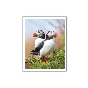 Puffins duo