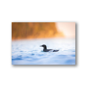 Black guillemots group