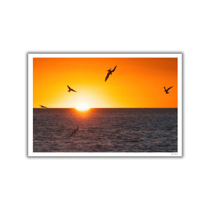 Terns at sunrise