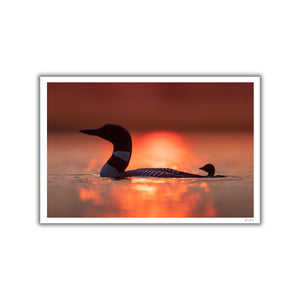 Sunset loons