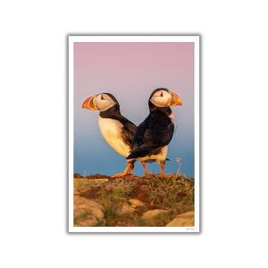 Sunrise puffins