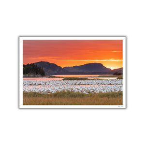 Snow geese and fire sky