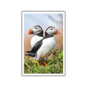 Puffins duo