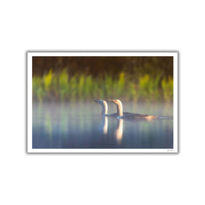 Red-throated Loon