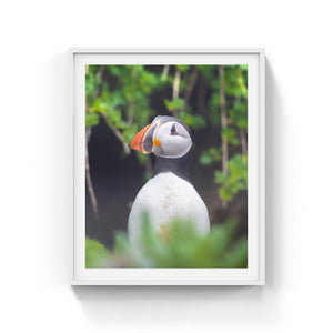 Puffin in dense vegetation