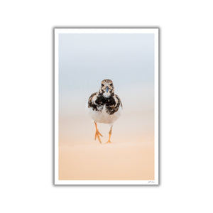 Ruddy Turnstone