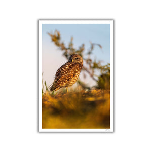 The burrowing owl in the sun