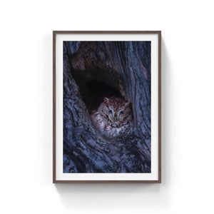 Eastern screech-owl