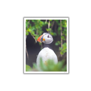 Puffin in dense vegetation