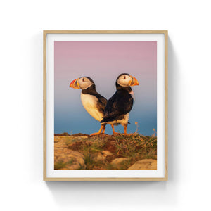 Sunrise puffins