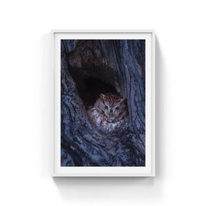 Eastern screech-owl