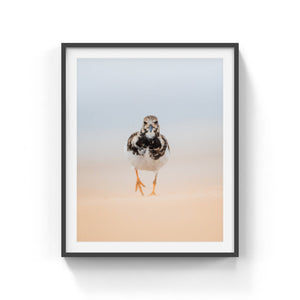 Ruddy Turnstone