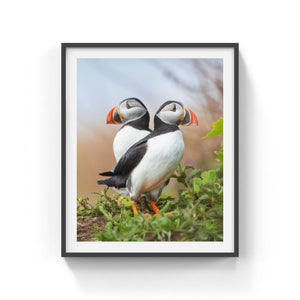 Puffins duo