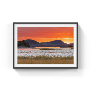 Snow geese and fire sky