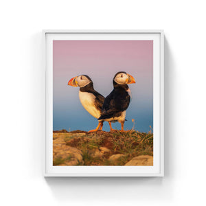 Sunrise puffins