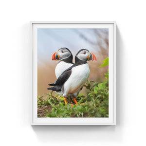 Puffins duo