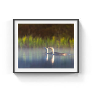 Red-throated Loon