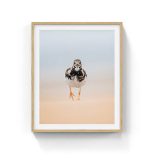 Ruddy Turnstone