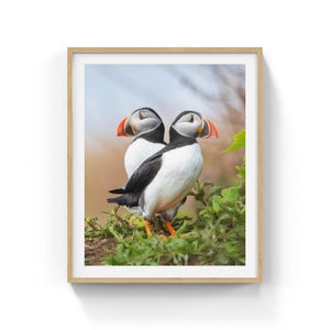 Puffins duo