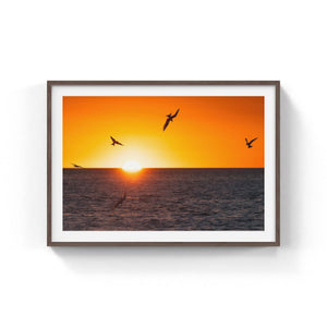 Terns at sunrise