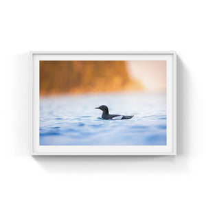 Guillemot à miroir