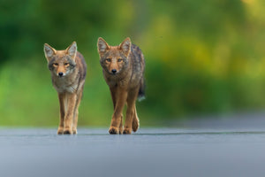 Duo de coyotes