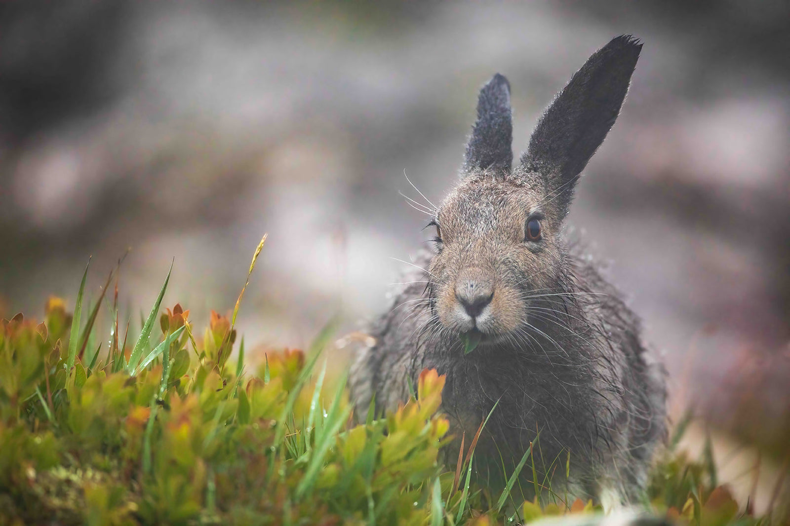 Arctic hare