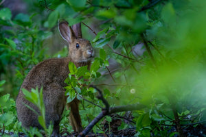 Summer hare