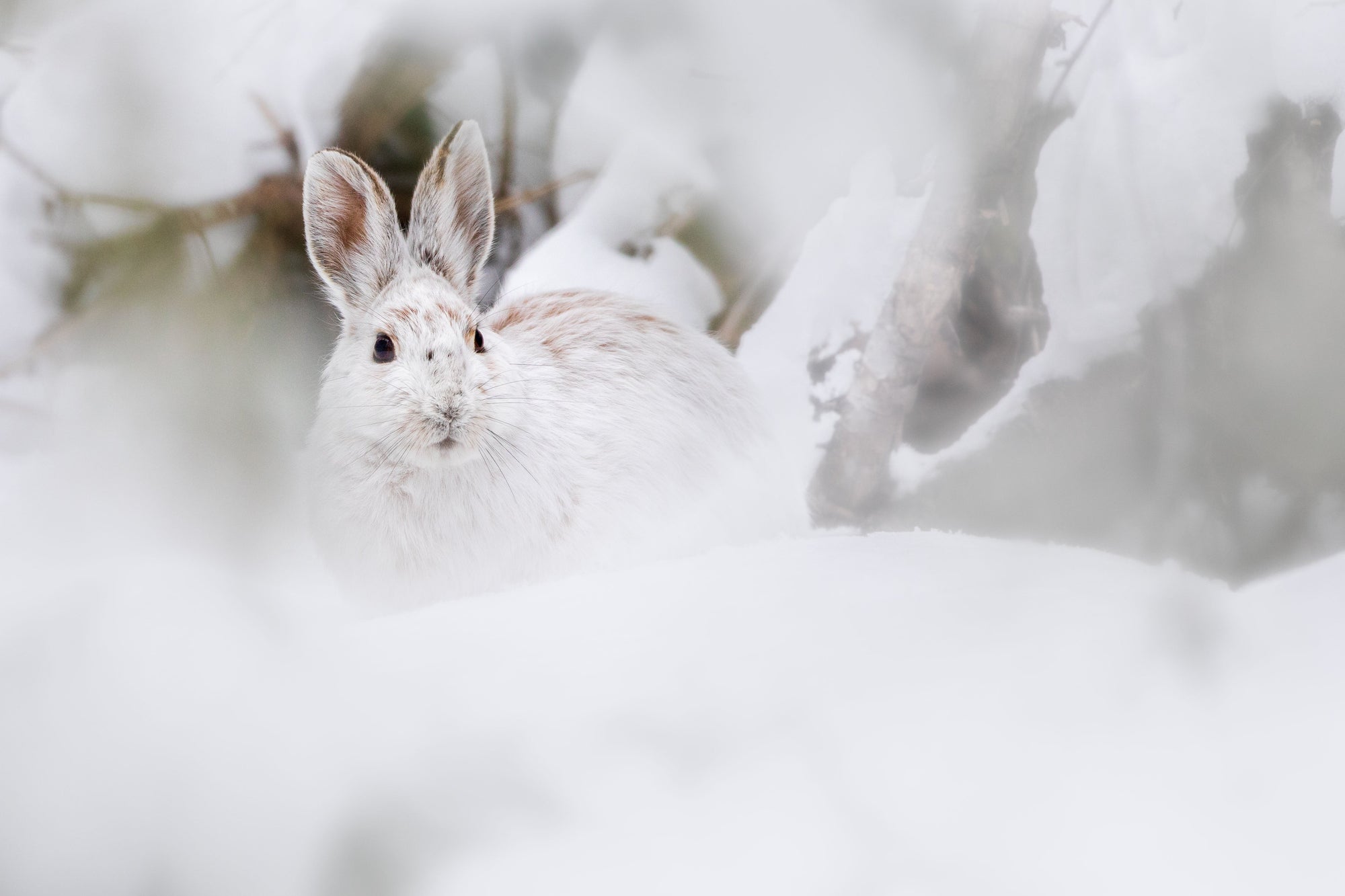 Au travers de la neige