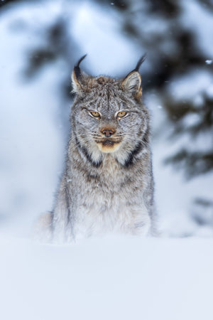 Five meters away from a lynx