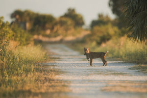 Bobcat and its prey