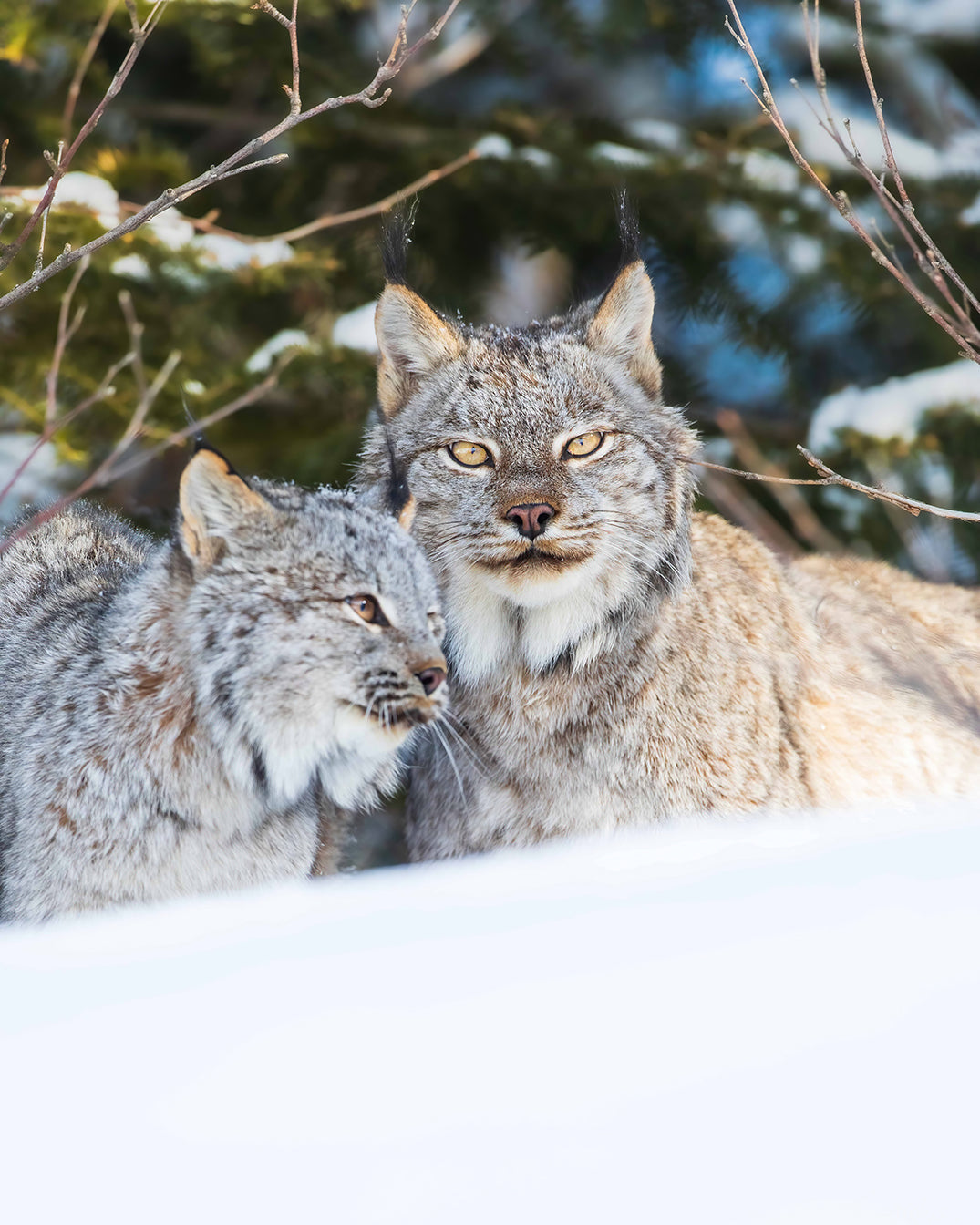 Lynx duo