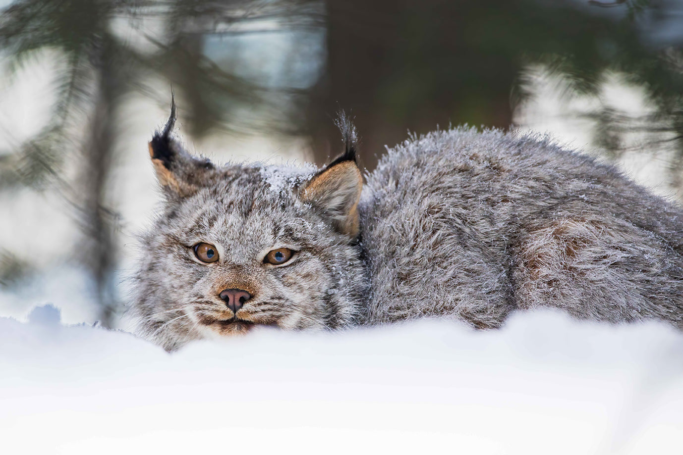 Curious lynx