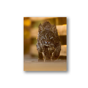 Face to face with a Bobcat