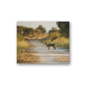 Bobcat and its prey