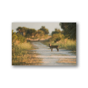 Bobcat and its prey