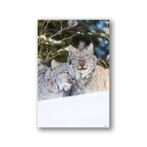 Duo de lynx