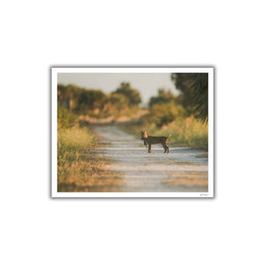 Bobcat and its prey