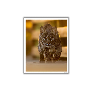 Face to face with a Bobcat