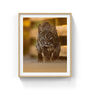 Face to face with a Bobcat