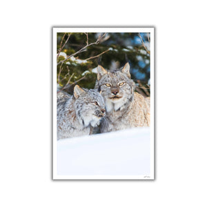 Duo de lynx