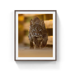 Face to face with a Bobcat