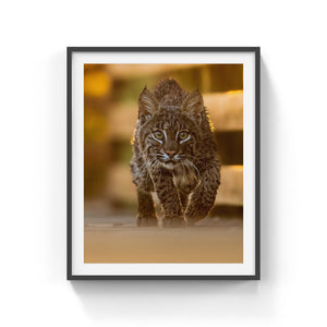 Face to face with a Bobcat