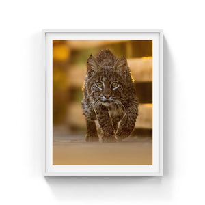 Face to face with a Bobcat